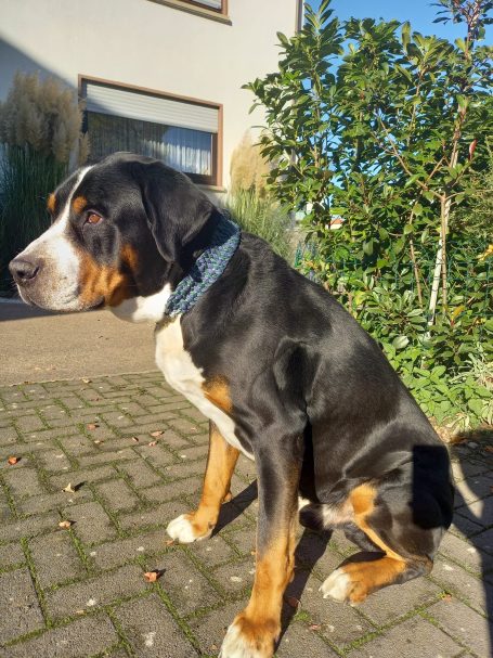 Bodo mit neuem Halsband